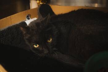 Domestic Short Hair Cats Available for Adoption in Herndon, Virginia - Anastasia | PetCurious