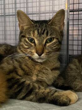 TABITHA -  Domestic Short Hair Cat for Adoption in Newaygo, Michigan - TABITHA | PetCurious