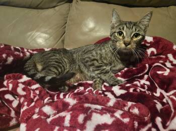 Rescue Domestic Short Hair and Tabby Cats for Adoption in Dallas, Texas - Patricia | PetCurious