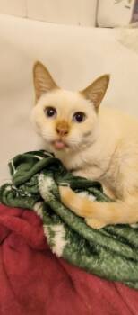 Rescue Siamese and Domestic Short Hair Cats for Adoption in Wheaton, Illinois - Blanca Nieve | PetCurious