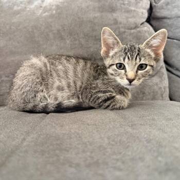 Juno -  Domestic Short Hair Cat for Adoption in Prosper, Texas - Juno | PetCurious