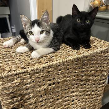 Domestic Short Hair Cats Available for Adoption - Hiccup And Toothless (bonded)  | PetCurious