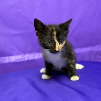 Goober -  Domestic Short Hair Cat for Adoption in North Myrtle Beach, South Carolina - Goober | PetCurious