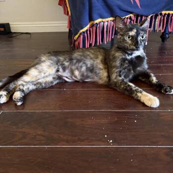 Maisie -  Domestic Short Hair Cat for Adoption in Escondido, California - Maisie | PetCurious
