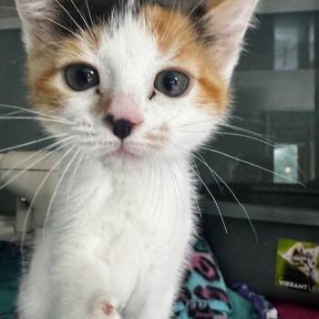 Zeta and Billie -  Domestic Short Hair Cat for Adoption in Hutchinson, Minnesota - Zeta And Billie | PetCurious