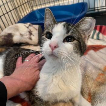 Domestic Short Hair Cats Available for Adoption in Chicago, Illinois - Sabrina | PetCurious