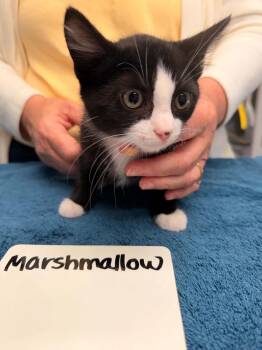 Marshmallow -  Domestic Short Hair Cat for Adoption in Vancouver, Washington - Marshmallow | PetCurious