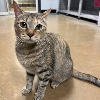 Tiramisu -  Domestic Short Hair Cat for Adoption in Waynesville, North Carolina - Tiramisu | PetCurious