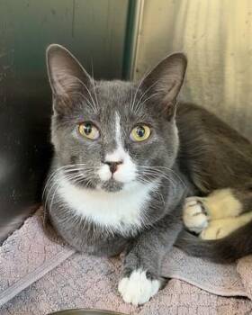 Rescue Domestic Short Hair Cats for Adoption in Scituate, Massachusetts - Handsome | PetCurious