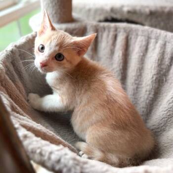 Chicco -  Domestic Short Hair Cat for Adoption in Chattanooga, Tennessee - Chicco | PetCurious