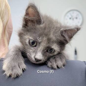Cosmo -  Dilute Calico Cat for Adoption in Mazon, Illinois - Cosmo | PetCurious