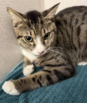 Pip Squeak -  Domestic Short Hair Cat for Adoption in Salem, New Hampshire - Pip Squeak | PetCurious