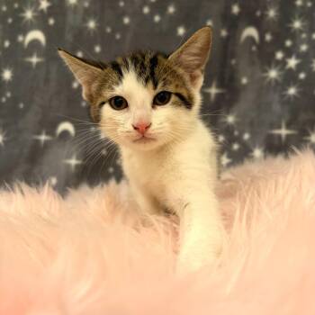 American Shorthair Cats Available for Adoption in Riverwoods, Illinois - Starfish | PetCurious