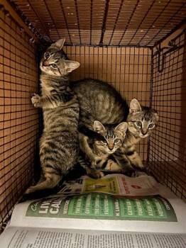 Smoker -  Domestic Short Hair Cat for Adoption in Austin, Texas - Smoker | PetCurious