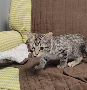MICHELANGELO -  Domestic Short Hair Cat for Adoption in Sandusky, Ohio - MICHELANGELO | PetCurious