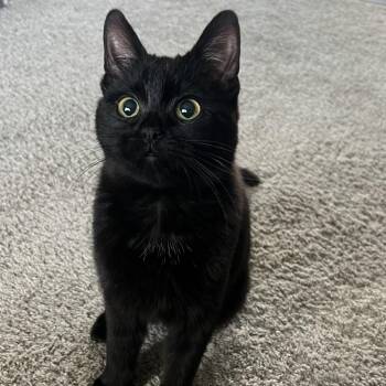 Domestic Short Hair Cats Available for Adoption in Fargo, North Dakota - Lafayette--In Foster***ADOPTION PENDING*** | PetCurious