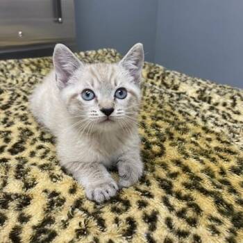 Domestic Short Hair Cats Available for Adoption in Lanett, Alabama - Simon | PetCurious