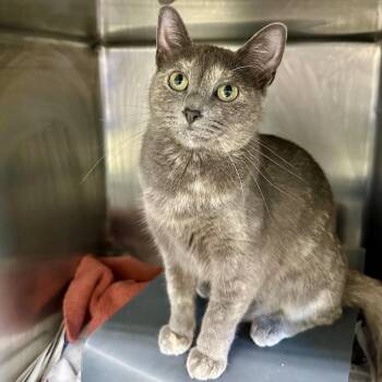 Stormy -  Domestic Short Hair Cat for Adoption in Chicago, Illinois - Stormy | PetCurious