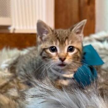 Tabby and Domestic Short Hair Cats Available for Adoption in Friendswood, Texas - Bailey Bright Eyes | PetCurious