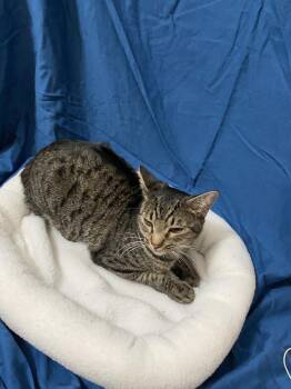 Domestic Short Hair Cats Available for Adoption - Theodore Chipmunk | PetCurious