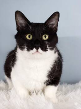 Bruce Wayne -  Domestic Short Hair Cat for Adoption in Gilbert, Arizona - Bruce Wayne | PetCurious