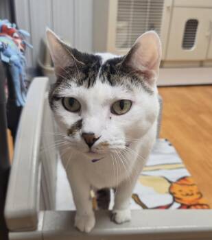 Domestic Short Hair Cats Available for Adoption in Mauston, Wisconsin - Jordy | PetCurious