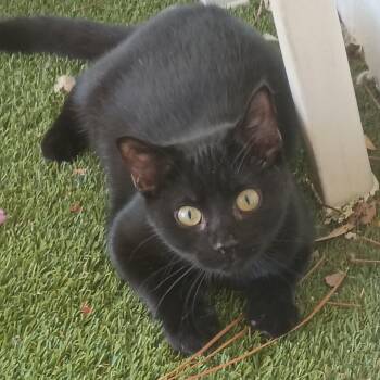 Whiskers -  Domestic Short Hair Cat for Adoption in Carthage, North Carolina - Whiskers | PetCurious