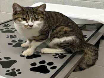 SANTANA -  Domestic Short Hair Cat for Adoption in Derwood, Maryland - SANTANA | PetCurious