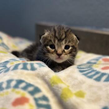 Domestic Short Hair Cats Available for Adoption in Kanab, Utah - Pendant | PetCurious