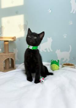 Charlie -  Domestic Short Hair Cat Available for Adoption in Tavares, Florida - Charlie | PetCurious
