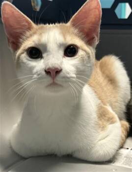 A662055 -  Domestic Short Hair Cat for Adoption in Houston, Texas - A662055 | PetCurious