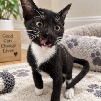 Monster -  Domestic Short Hair and Tuxedo Cat for Adoption in Coachella, California - Monster | PetCurious
