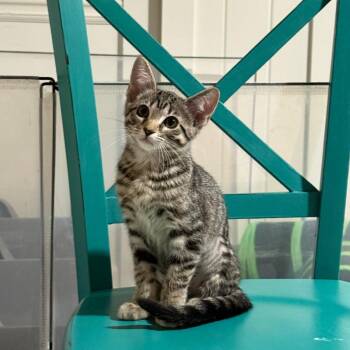 Domestic Short Hair Cats Available for Adoption in Sandy Springs, Georgia - Marion(berry) | PetCurious