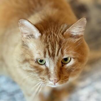Domestic Long Hair Cats Available for Adoption - Buddy  | PetCurious