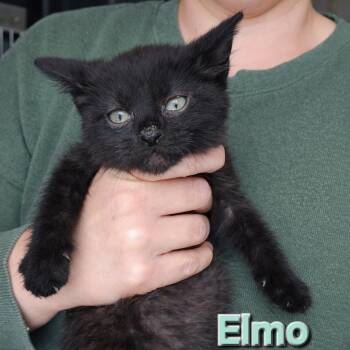 Domestic Short Hair Cats Available for Adoption - Elmo | PetCurious