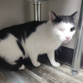 Rescue Domestic Short Hair Cats for Adoption in Bloomington, Illinois - Cotton Eye Joe | PetCurious