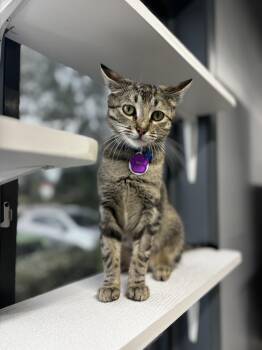 Rescue Domestic Short Hair Cats for Adoption in Grand Rapids, Michigan - Blini | PetCurious
