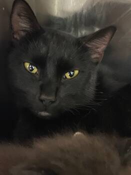 Rescue Domestic Short Hair Cats for Adoption in Athens, Tennessee - Scooty | PetCurious