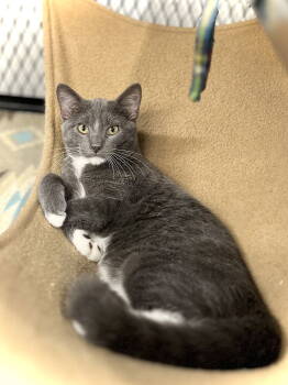 Rescue Domestic Short Hair Cats for Adoption in Estherville, Iowa - Chex | PetCurious