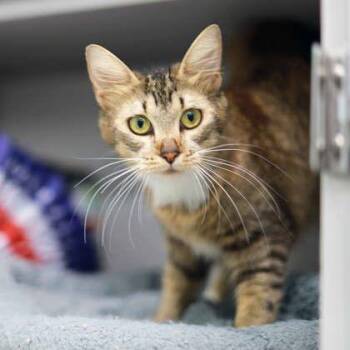 Pocahontas -  Domestic Medium Hair Cat for Adoption in Atlanta, Georgia - Pocahontas | PetCurious