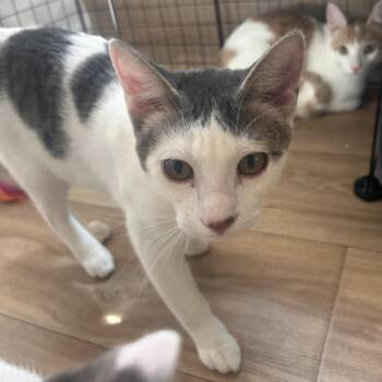 Domestic Short Hair Cats Available for Adoption - Darwin C10973 | PetCurious