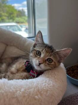 Domestic Short Hair Cats Available for Adoption in Leesburg, Virginia - BLOSSOM | PetCurious