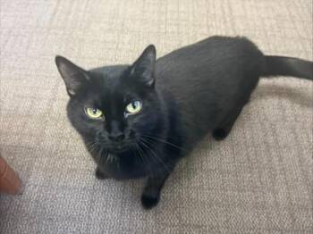 Onyx -  Domestic Short Hair Cat for Adoption in Woodbury, Minnesota - Onyx | PetCurious