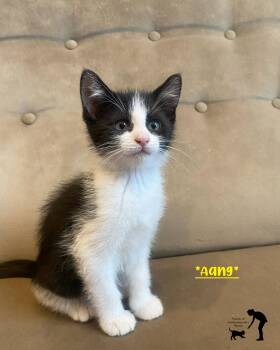 Aang -  Domestic Short Hair Cat for Adoption in Centerville, Utah - Aang | PetCurious