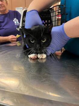 Rescue Domestic Short Hair Cats for Adoption in Bossier City, Louisiana - Bianca | PetCurious