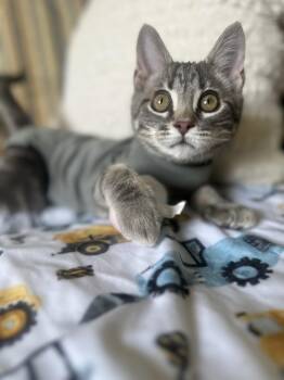 LUKE -  Domestic Short Hair Cat for Adoption in Kenosha, Wisconsin - LUKE | PetCurious