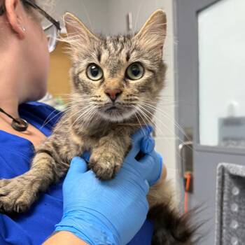Moe -  Domestic Short Hair Cat for Adoption in Greenville, South Carolina - Moe | PetCurious