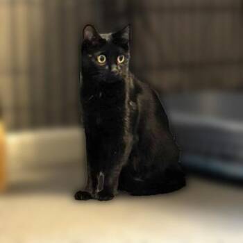 Tomi -  Domestic Short Hair Cat for Adoption in Cumming, Georgia - Tomi | PetCurious