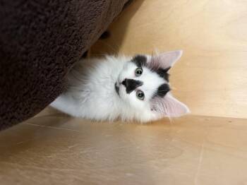 Koala -  Domestic Medium Hair Cat for Adoption in Bonnyville, Alberta - Koala | PetCurious