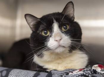 Domestic Short Hair Cats Available for Adoption in Phoenix, Arizona - BOSS | PetCurious